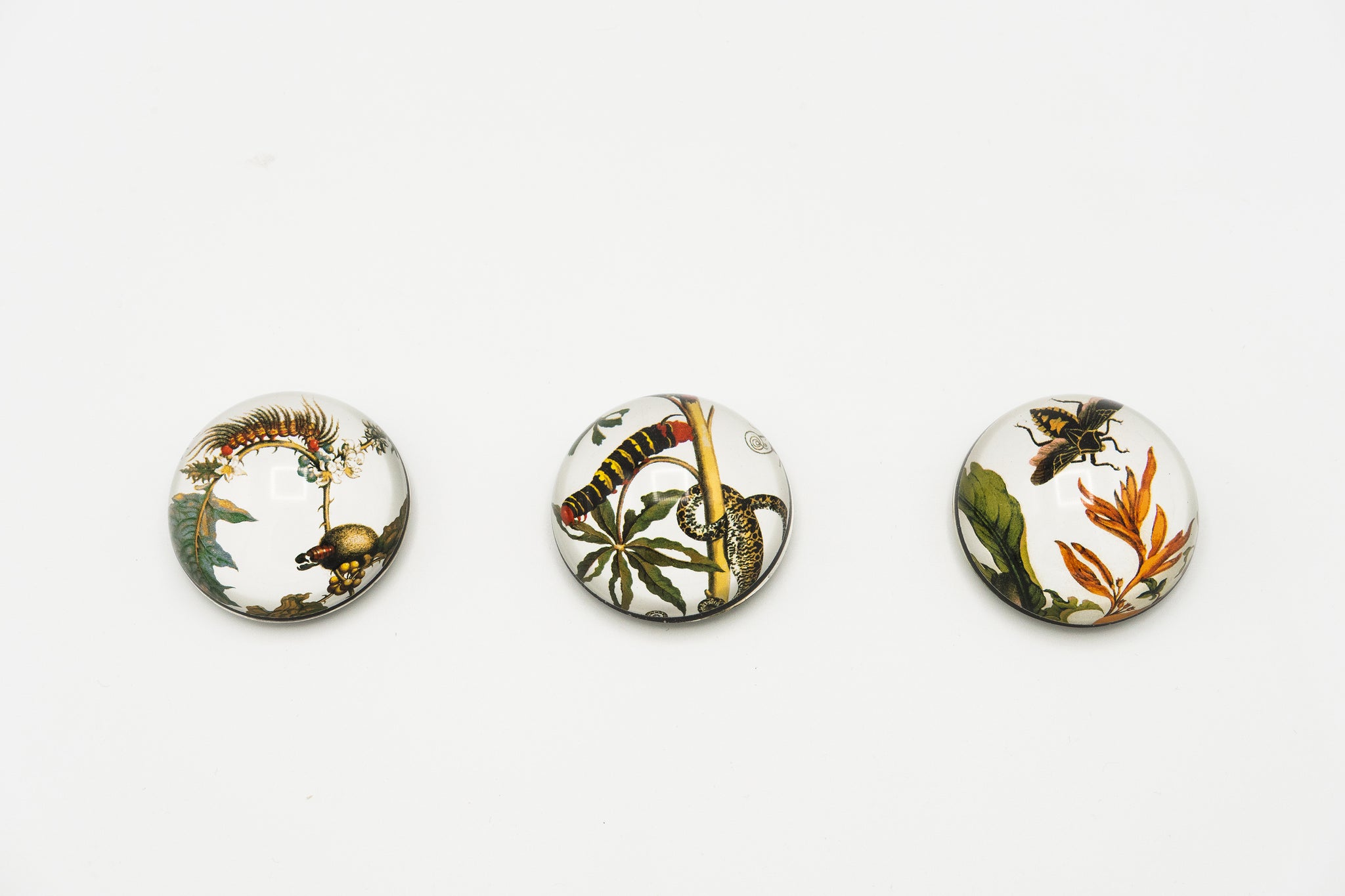 Botanical Art Cabochon Magnet - Set of Three