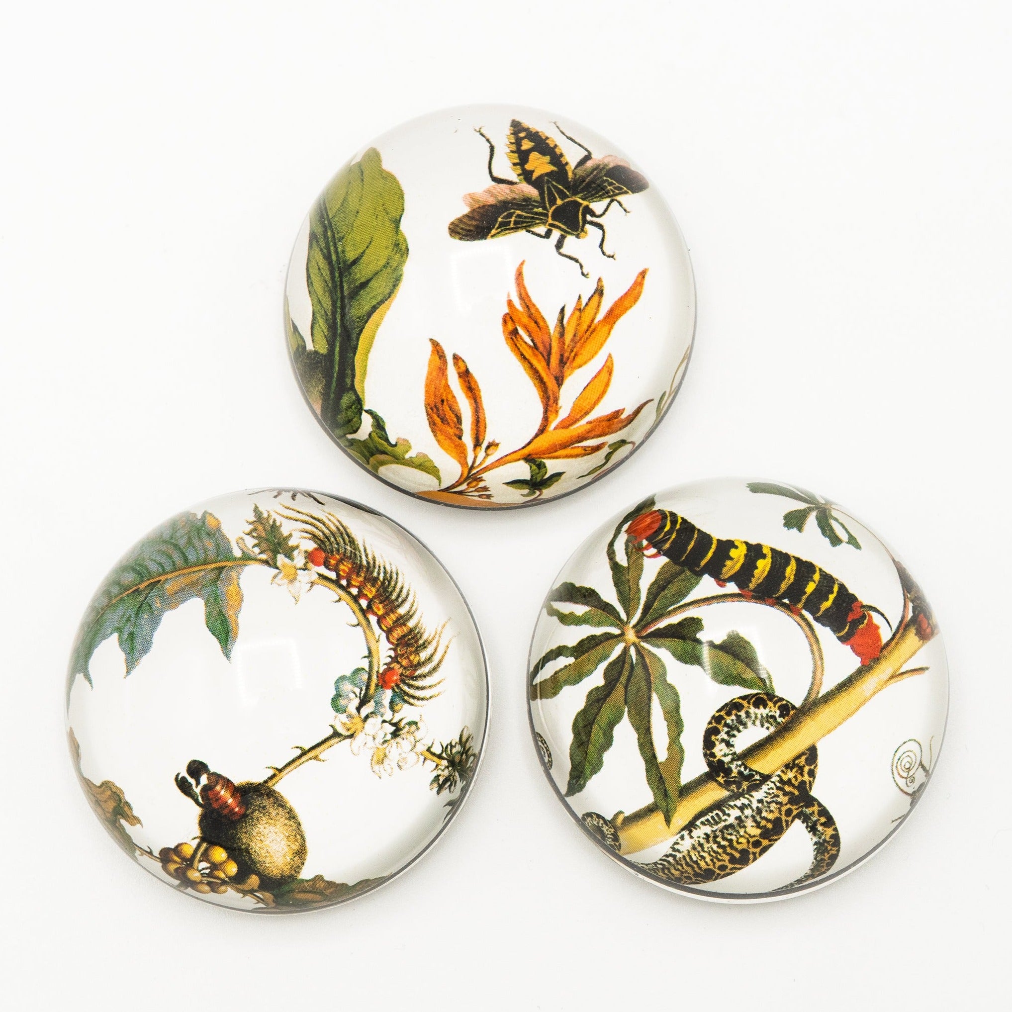 Botanical Art Cabochon Magnet - Set of Three